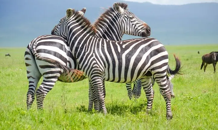 3 Days Serengeti & Ngorongoro Lodge Safari