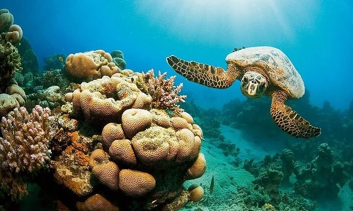 Marsa Mubarak Full Day & Turtle House Snorkeling Sea Trip With Lunch-Marsa Alam