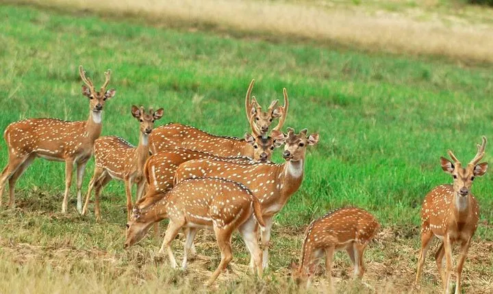 Minneriya national park safari with jeep From Colombo