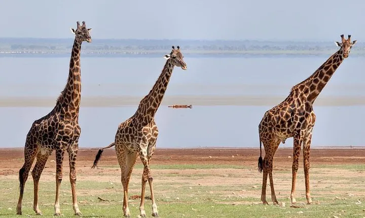tarangire, ngorongoro & lake manyara park 3 days private tour