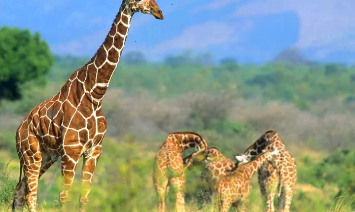 4 Days Samburu and Meru National reserve