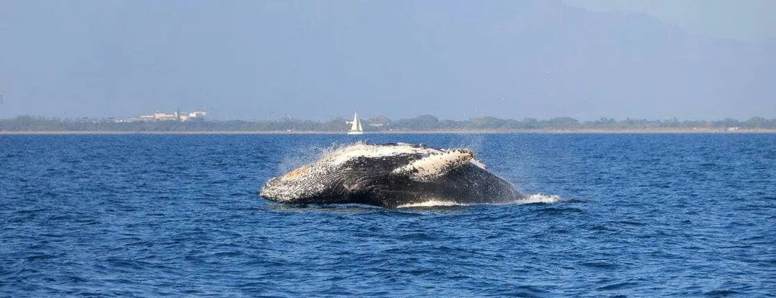 Puerto Vallarta Whale Watching Tour