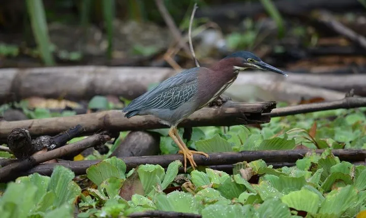 Full-Day Tour to Cahuita National Park from Puerto Limon