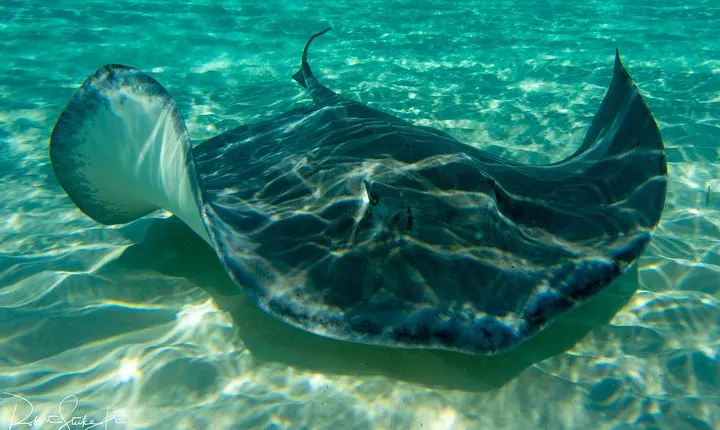 Starfish Point, Stingray City-Sandbar & Coral Gardens
