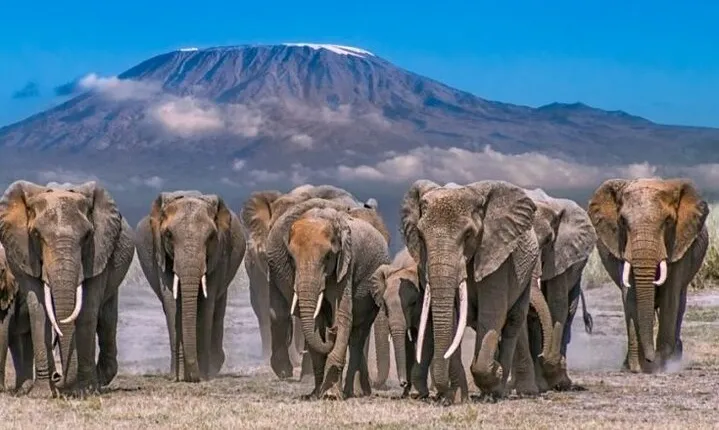 2 Day Amboseli National Park Safari