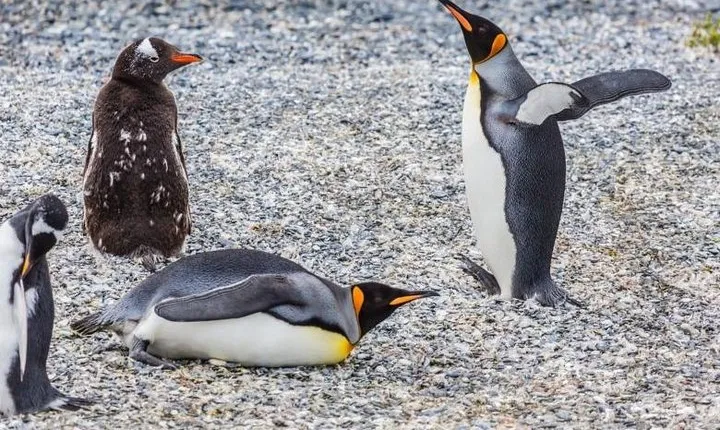 Gable Island with Penguin Rookery & Harberton Ranch from Ushuaia
