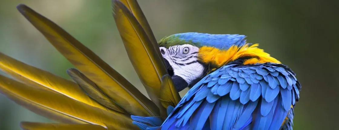 Loro Parque + Siam Park: Twin ticket