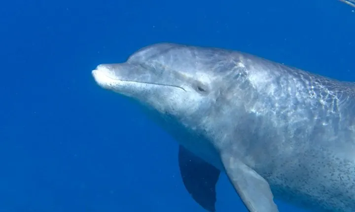 Experience the Dolphin House With Breakfast