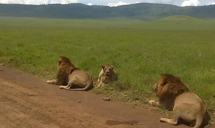 5 Days Budget Camping Safari To See Great Migration