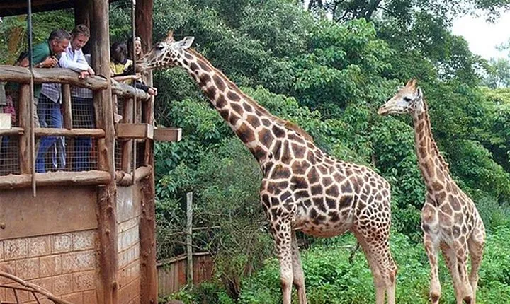 Giraffe Center Half-Day Guided Tour from Nairobi