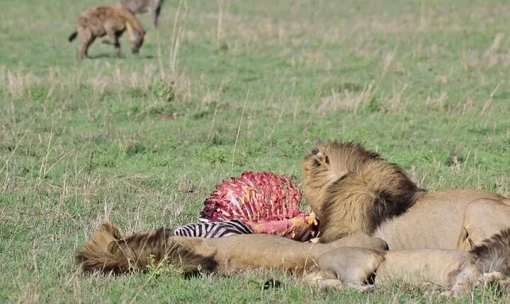 Day trip to Ngorongoro crater