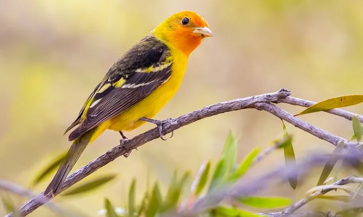 Private California Birding Photography Full DayTour