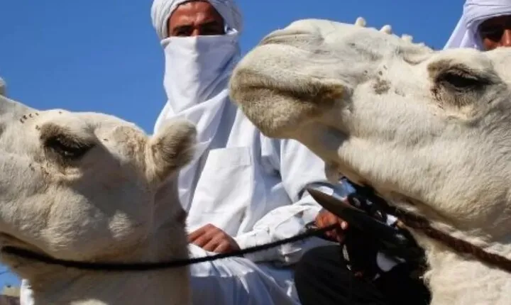 Private Camel Ride in Douz