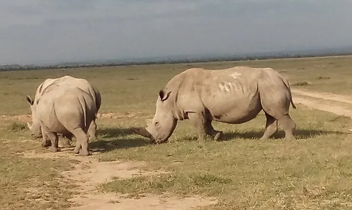 5 Days Safari to Samburu N/R Ol Pejeta Conservancy Hells Gate N/P, Lake Naivasha