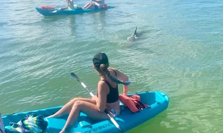 Dolphin and Manatee Kayak Tour of Daytona Beach