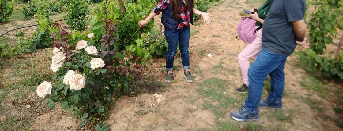 Dão full-day tour from Coimbra with wine tasting and lunch