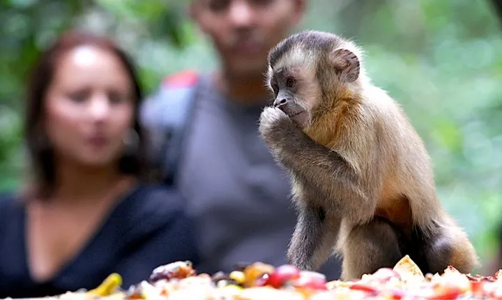 Durban: Visit a Museum of living Plants and a Sanctuary for Primates