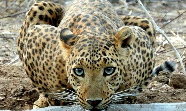 2 Days Jaipur and Jhalana Safari Tour