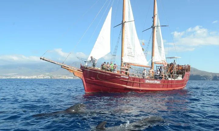 Sealife Dolphin & Whale Watching aboard Portuguese schooner