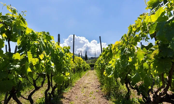 Guided Wine Tasting Experience in a Roman Vineyard