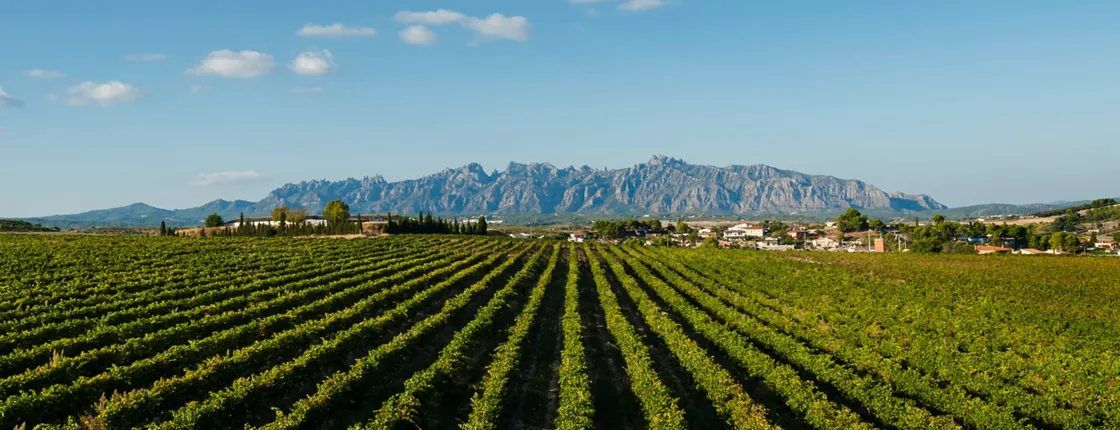 Montserrat and Penedès private tour from Barcelona