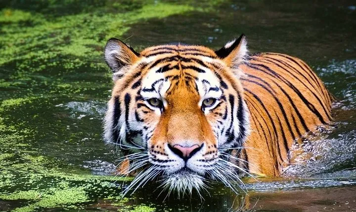 12 Days Adventurous Rajasthan Wildlife & Taj Mahal Sunset Sunrise