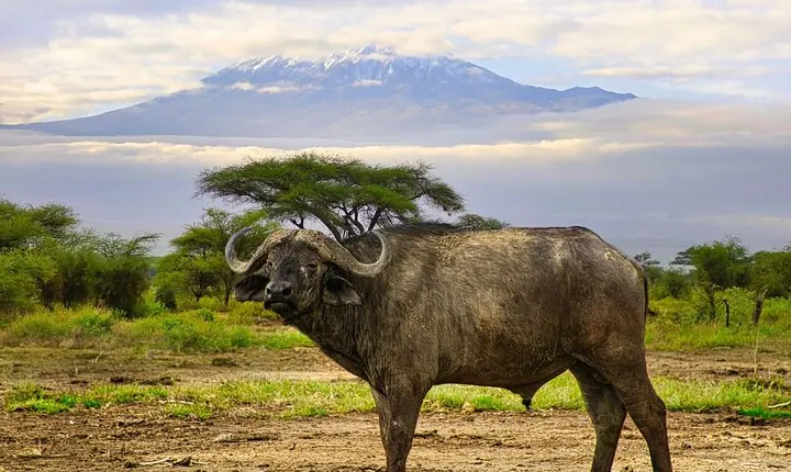 2 Days Amboseli Safari Adventure from Nairobi Classic Game Drives