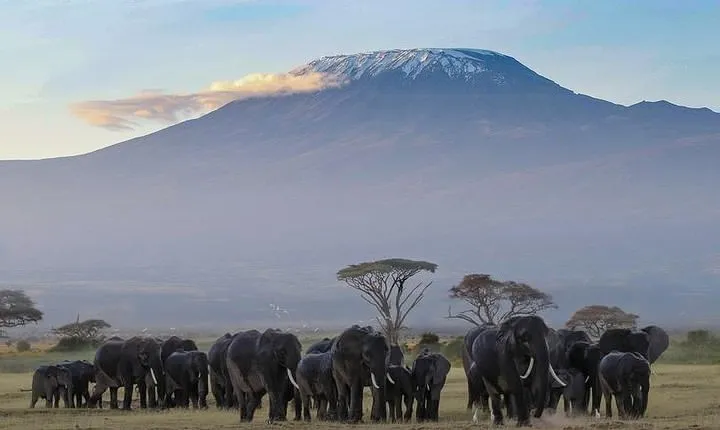 Day Tour To Amboseli National Park