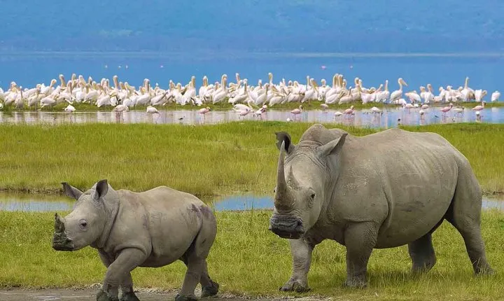 12 Days Tanzania's Northern circuit and Southern safari Tour