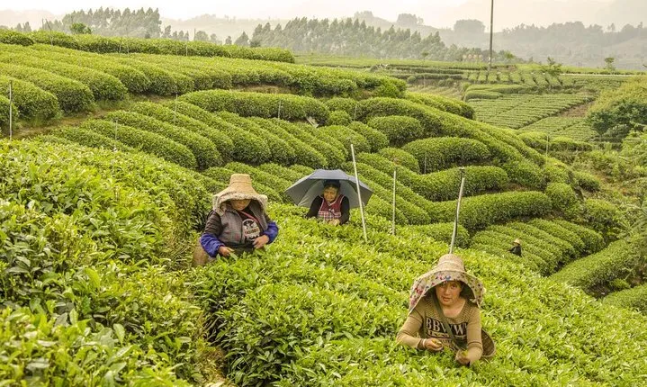1 Day Tea Trip in Mount Mengding with Tea Making Experience