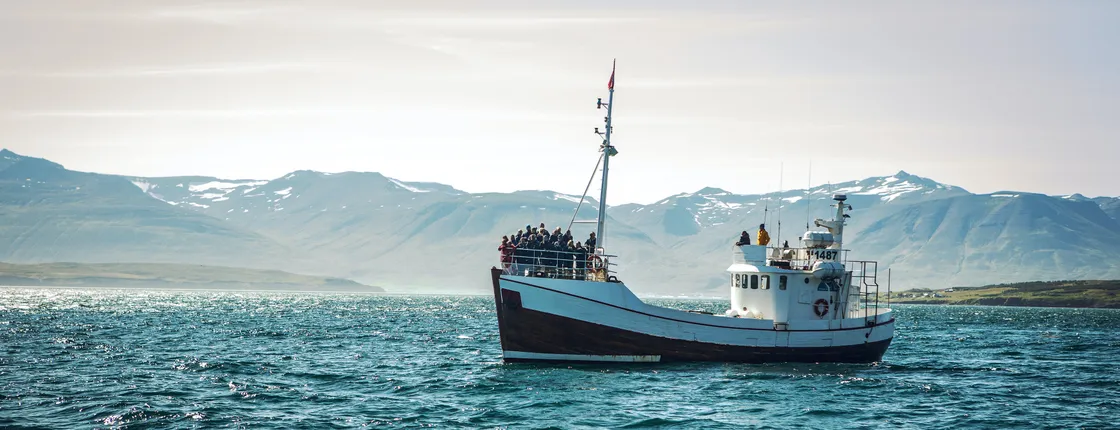 Reykjavik whale watching tour