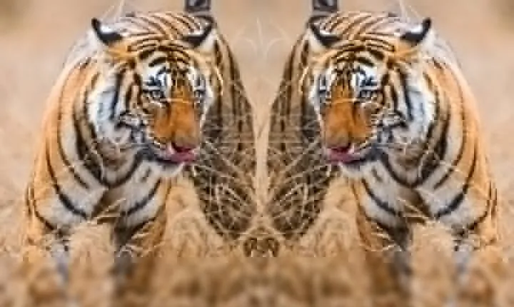 4 Days Golden Triangle Tour with Ranthambore India