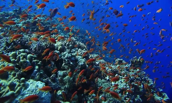 Orange Bay Island Snorkeling Trip and Water Sports in Hurghada