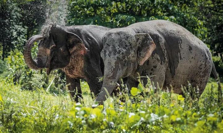 An Afternoon with the Elephants at Phuket Elephant Sanctuary