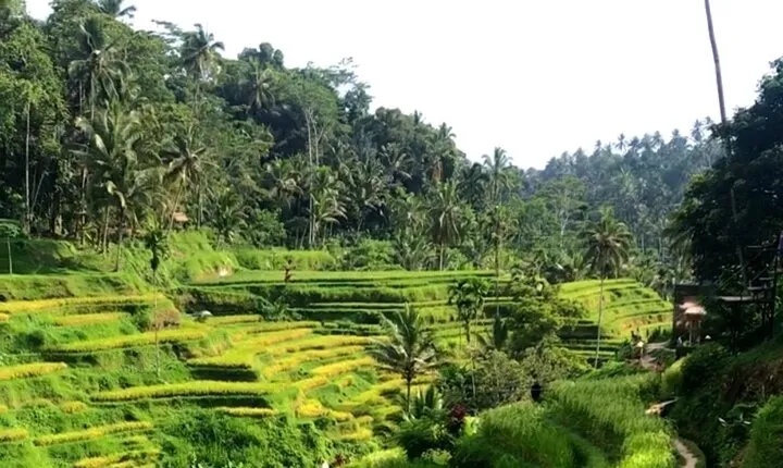 Ubud Customize Tour
