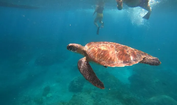 Private Snorkeling in Manta Bay, Gamat Bay & Wall at Nusa Penida