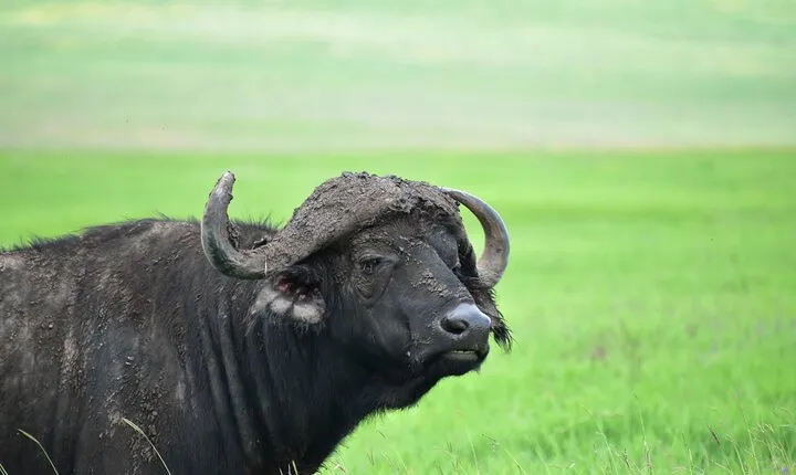 8 Days Tanzania Great Wildebeest Calving Migration Tour