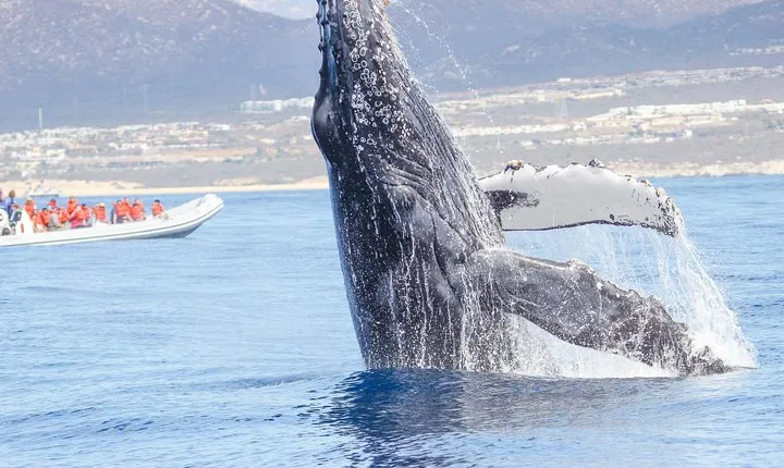 Whale Watching, The Famous Arch and Fast Boat Tour in Los Cabos