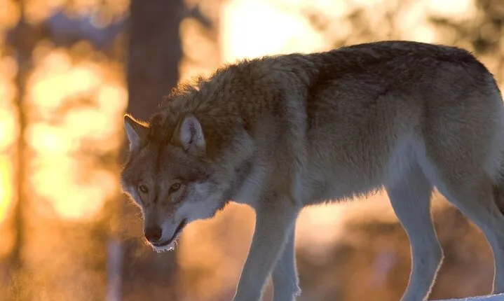 Ranua Zoo Tour (private service)