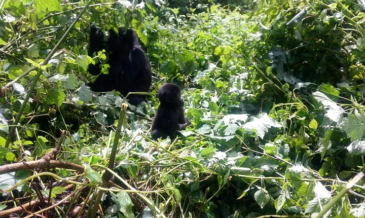 10 Days Uganda Gorilla & Chimpanzee Trekking Safari