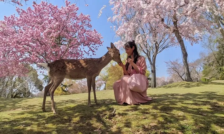 Taste of Nara A Guided Half Day Food Tour Tailored to Your Taste