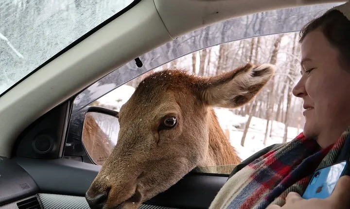 Montreal: Omega Park Canadian Wildlife Safari Adventure