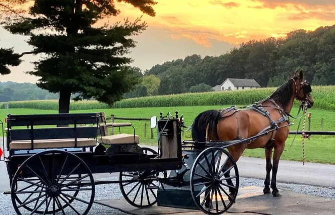 Full-Day Amish Farm and House Guided Tour from Washington D.C