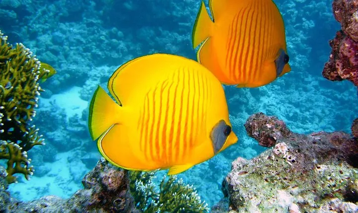 Sinda Island Day Trip with Snorkeling