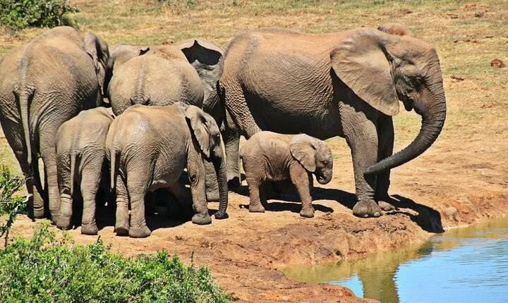 Half Day Tala Game Reserve and Natal Lion Park from Durban