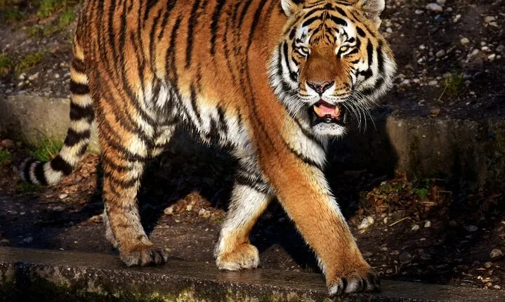 From Jaipur: Ranthambore Tiger Safari Same Day Trip