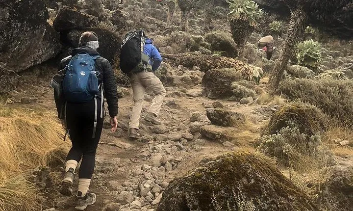 Day Hike to Mount Kilimanjaro (Mandara Hut)