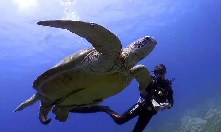 PADI Scuba Diver Session for beginner in Sharm el Sheikh