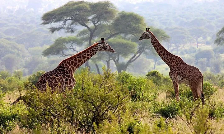 2 Days Tanzania Safari