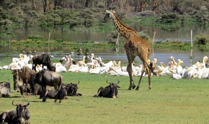 5-Day Masai Mara Lake Nakuru and Naivasha Small-group Safari Tour